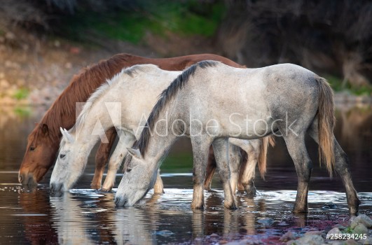 Picture of Wild Horses in River